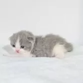 ブリティッシュショートヘア【長野県・女の子・2025年9月23日・ブルー&ホワイト】の写真4