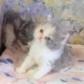 ミヌエット(長足)【長野県・女の子・2025年5月13日・ダイリュートキャリコ】の写真4