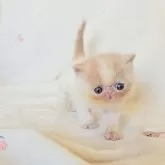 エキゾチックショートヘア【長野県・女の子・2025年8月25日・クリーム&ホワイト】の写真5「キャンドルテール🕯🩷」