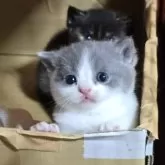 ブリティッシュショートヘア【長野県・女の子・2025年9月23日・ブルー&ホワイト】の写真6「激カワに成長中🎶」