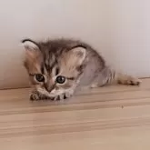 ペルシャ(チンチラ)【長野県・男の子・2024年12月28日・チンチラゴールデン】の写真7