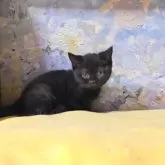 ブリティッシュショートヘア【長野県・女の子・2025年4月17日・ブラック】の写真7