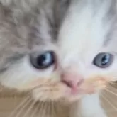 エキゾチックショートヘア【長野県・男の子・2025年1月17日・ブルー&ホワイト】の写真8「よろしくね」