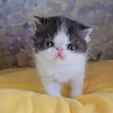 エキゾチックショートヘア【長野県・男の子・2025年5月9日・ブラック&ホワイト】の写真9「よろしくね」