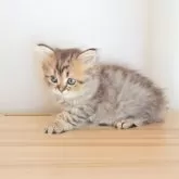 ペルシャ(チンチラ)【長野県・男の子・2024年12月28日・チンチラゴールデン】の写真9