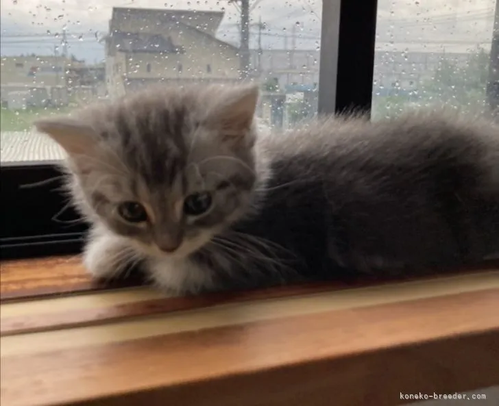 M 様のお迎えした子猫