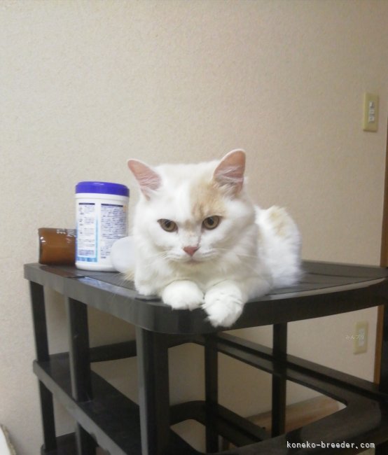 ミヌエット【・男の子・2022年6月16日・クリ-ム/タビ/ホワイト】