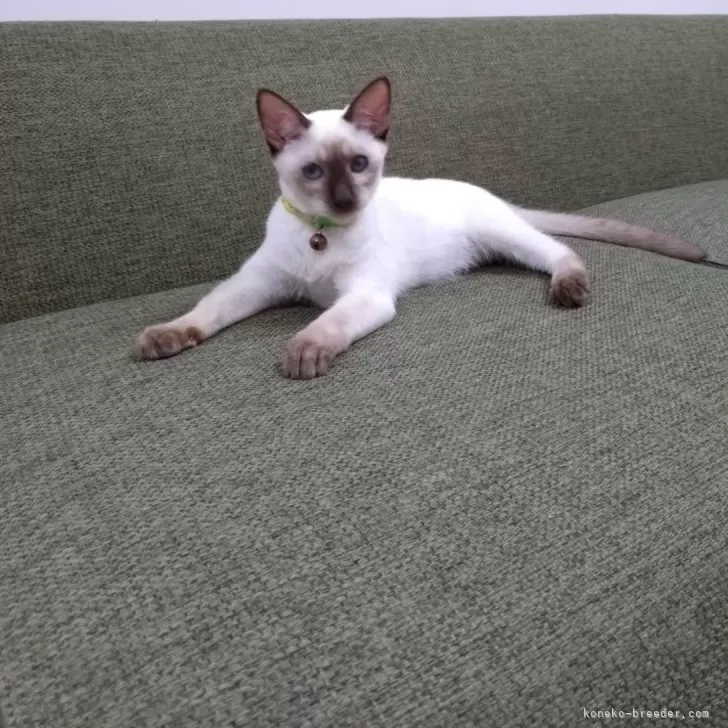ID：2409-02360の子猫