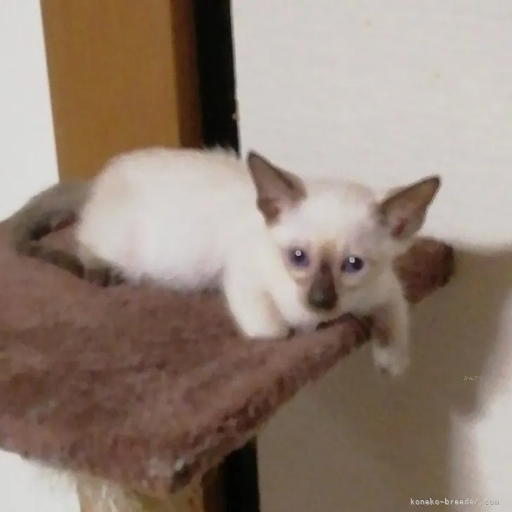 ID：2309-00116の子猫