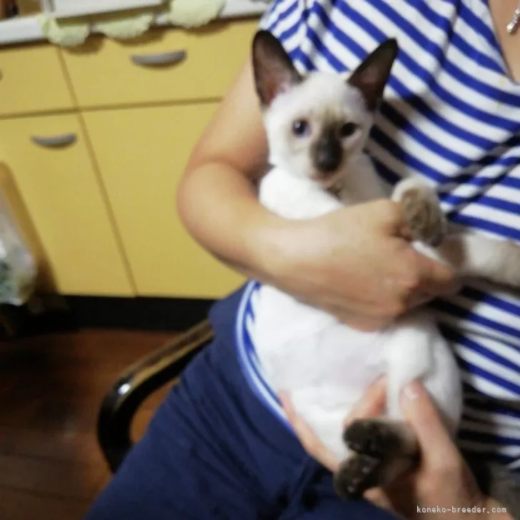 ID：2407-02748の子猫