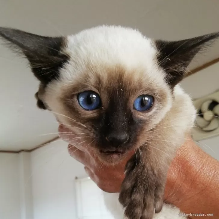 ID:2401-02502の子猫