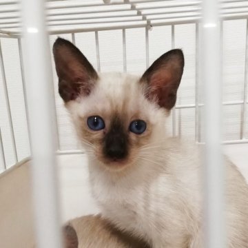 シャム(サイアミーズ)【群馬県・女の子・2025年9月2日・シールポイント】の写真「人懐っこい女の子です。」