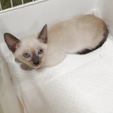 シャム(サイアミーズ)【群馬県・男の子・2025年9月2日・シールポイント】の写真「人懐っこい男の子です。」