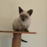 シャム(サイアミーズ)