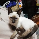 シャム(サイアミーズ)