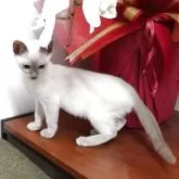 トンキニーズ