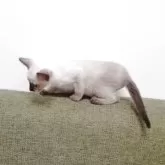 シャム(サイアミーズ)【群馬県・女の子・2025年9月2日・シールポイント】の写真3