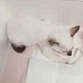 シャム(サイアミーズ)【群馬県・女の子・2025年9月2日・シールポイント】の写真4