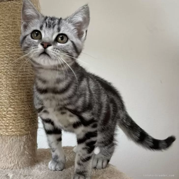 ID：2408-00637の子猫