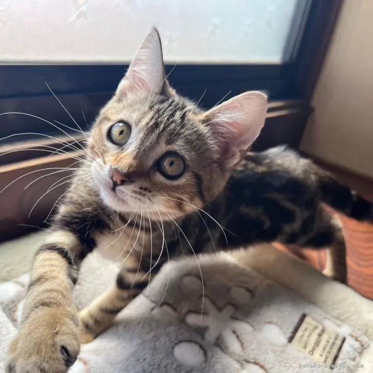ID:2404-01566の子猫