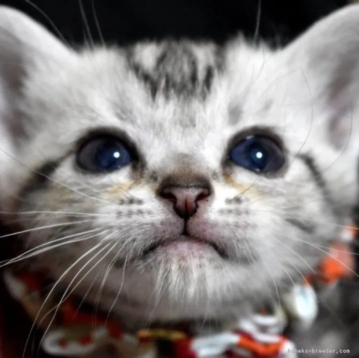 ID：2305-01639の子猫