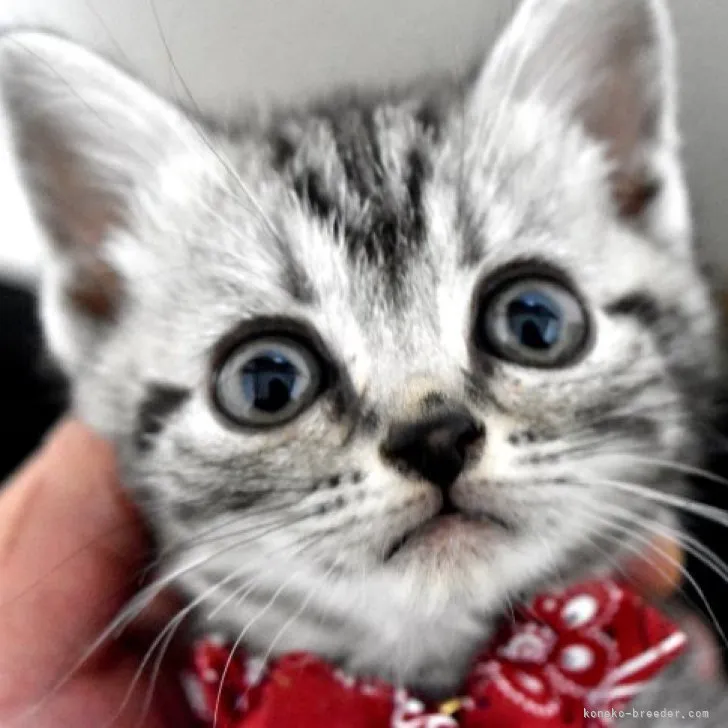 ID：2305-00625の子猫