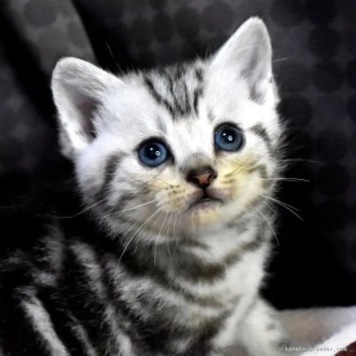ID:2305-01628の子猫