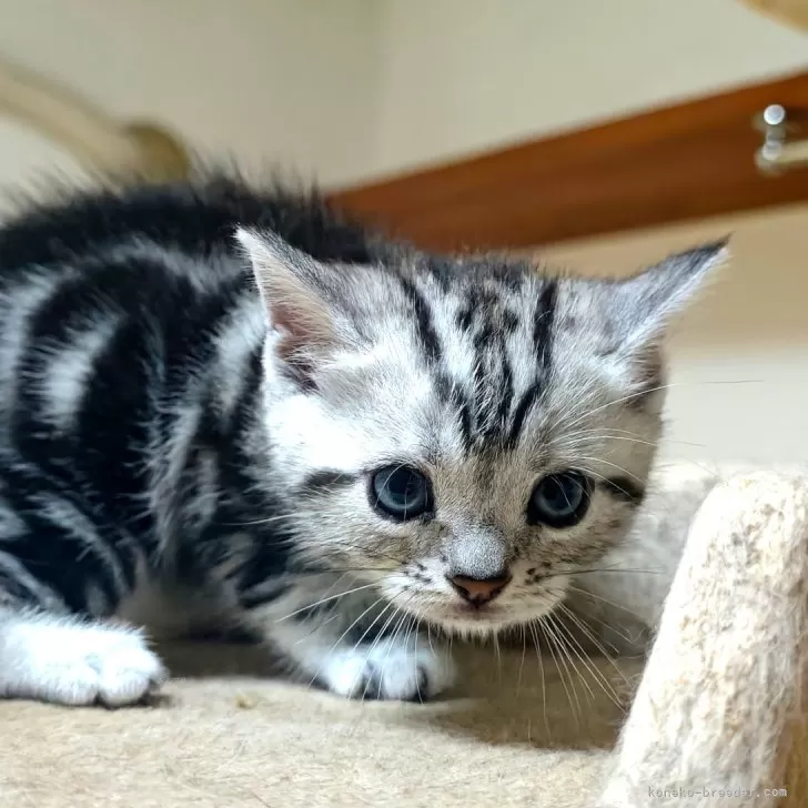 ID:2410-00318の子猫