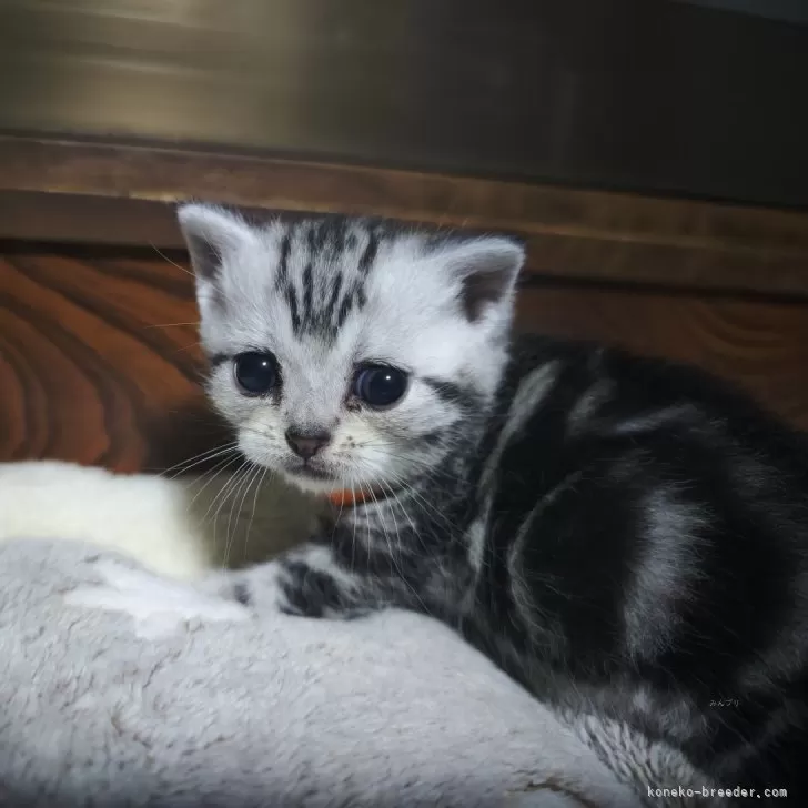 ID:2407-03295の子猫