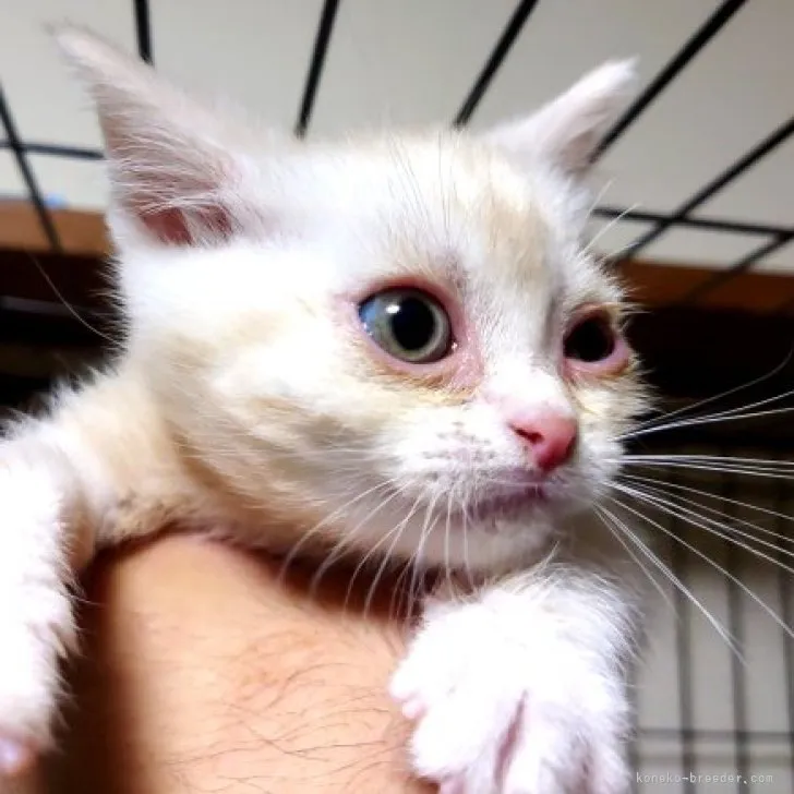 ID:2310-00397の子猫
