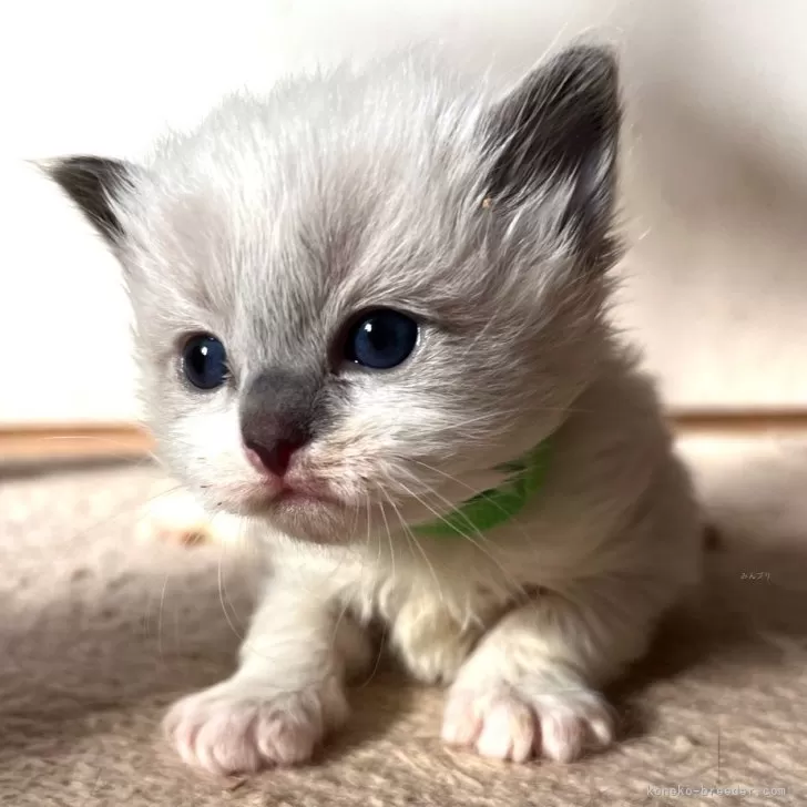 ID：2411-02647の子猫