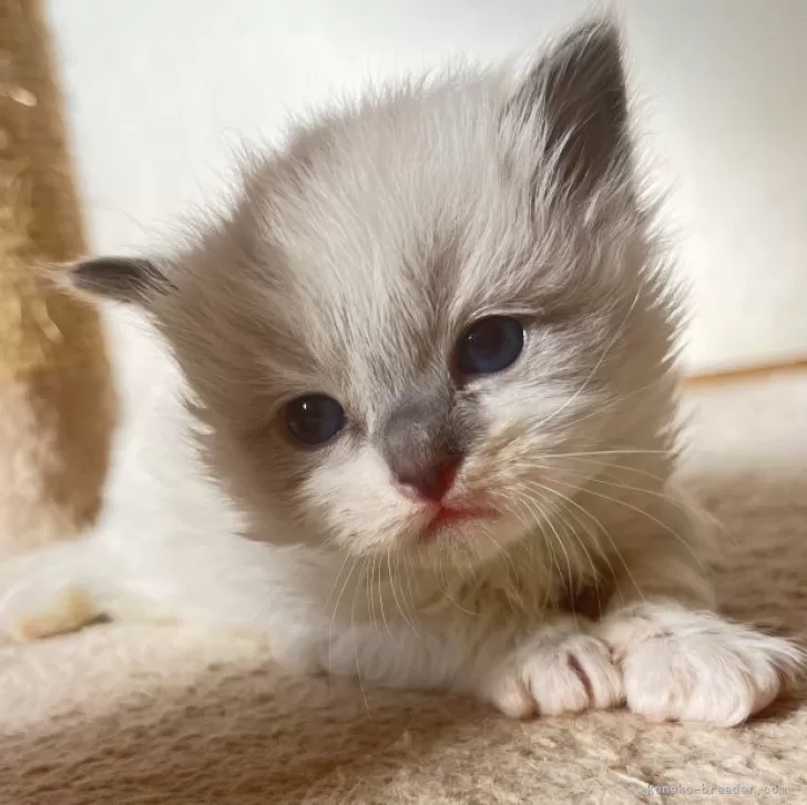ID：2411-02650の子猫