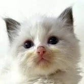 ラグドール【岩手県・男の子・2024年11月1日・ブルーポイントバイカラー】の写真1「体重640ｇ 離乳を終え、ご飯モリモリ食べてます！」