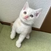 アメリカンショートヘア【岩手県・男の子・2025年9月9日・クリームタビー】の写真2