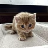 アメリカンショートヘア【岩手県・男の子・2025年8月17日・レッドタビー】の写真4