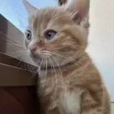 アメリカンショートヘア【岩手県・男の子・2025年8月17日・レッドタビー】の写真2