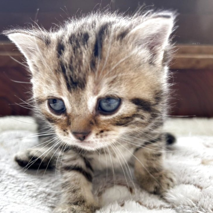 M.U 様のお迎えした子猫