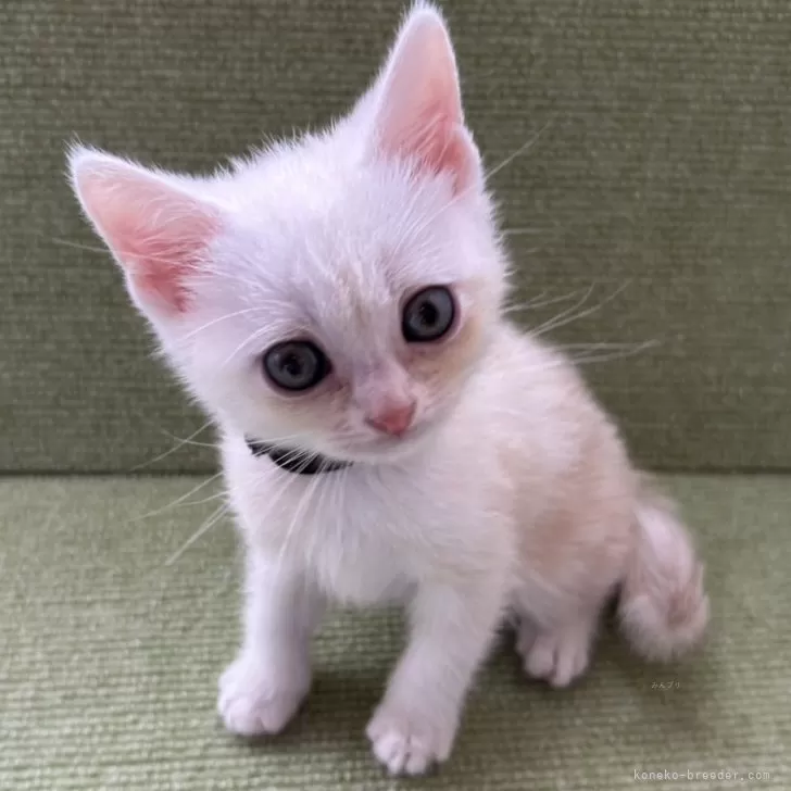 ID：2509-02837の子猫