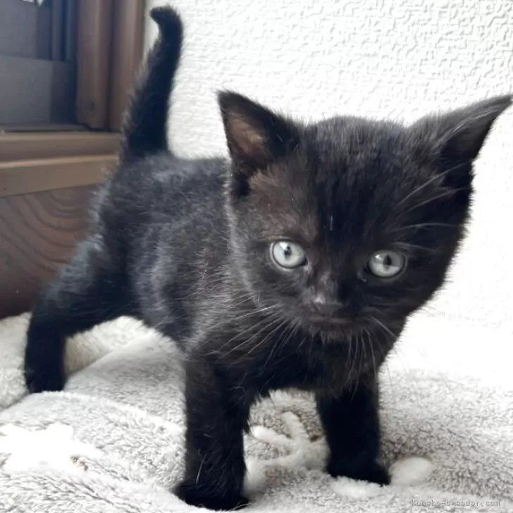 ID:2504-01983の子猫