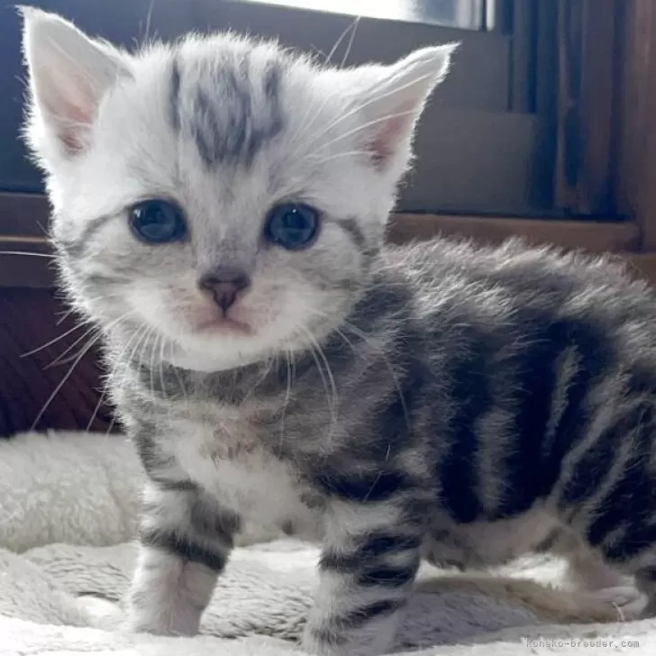 ID:2505-01798の子猫