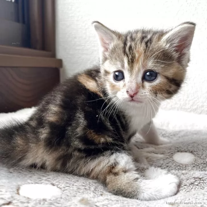 ID：2504-02015の子猫