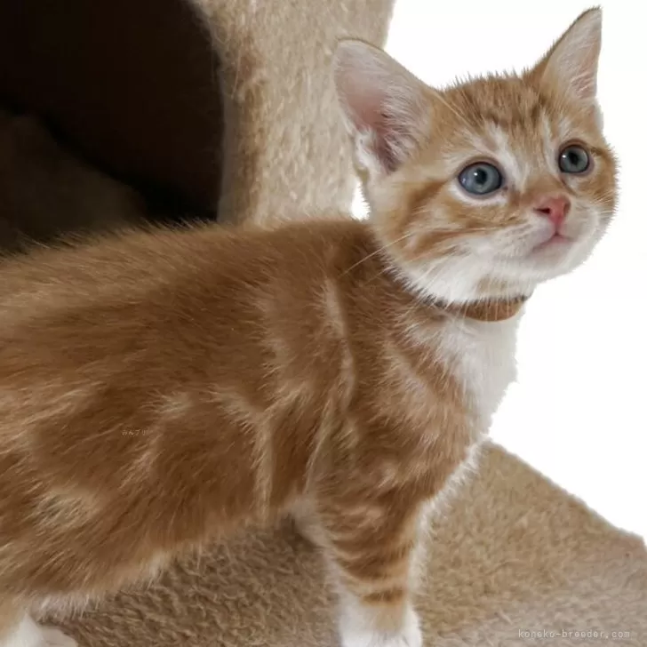 ID：2509-01334の子猫