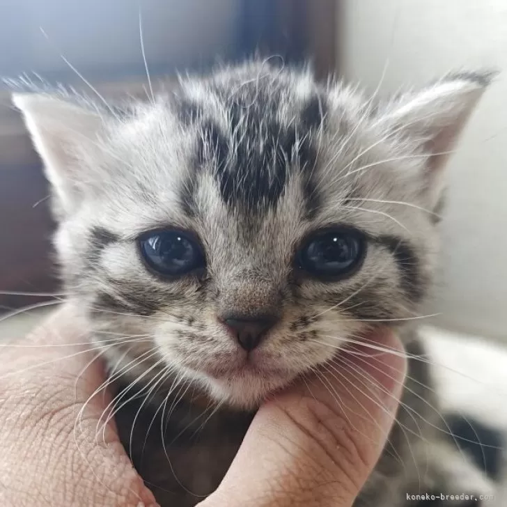M.U 様のお迎えした子猫