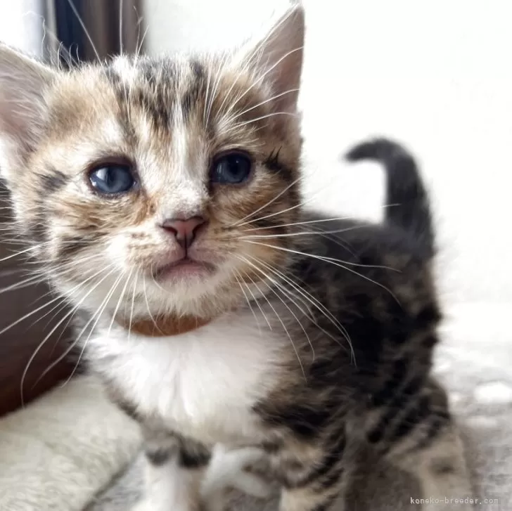 ID：2504-02005の子猫