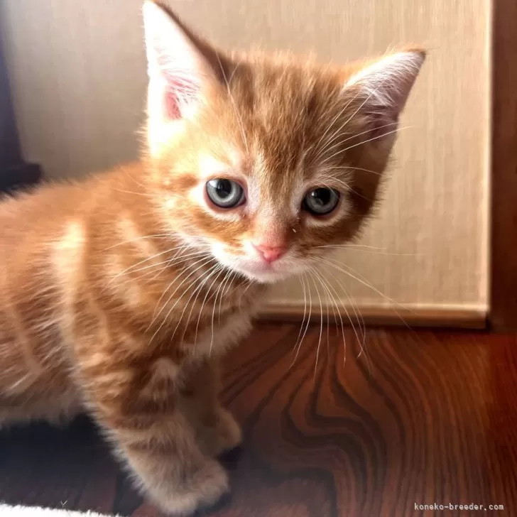ID:2503-01237の子猫