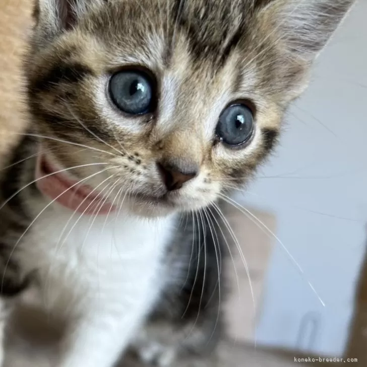 ID:2509-01347の子猫