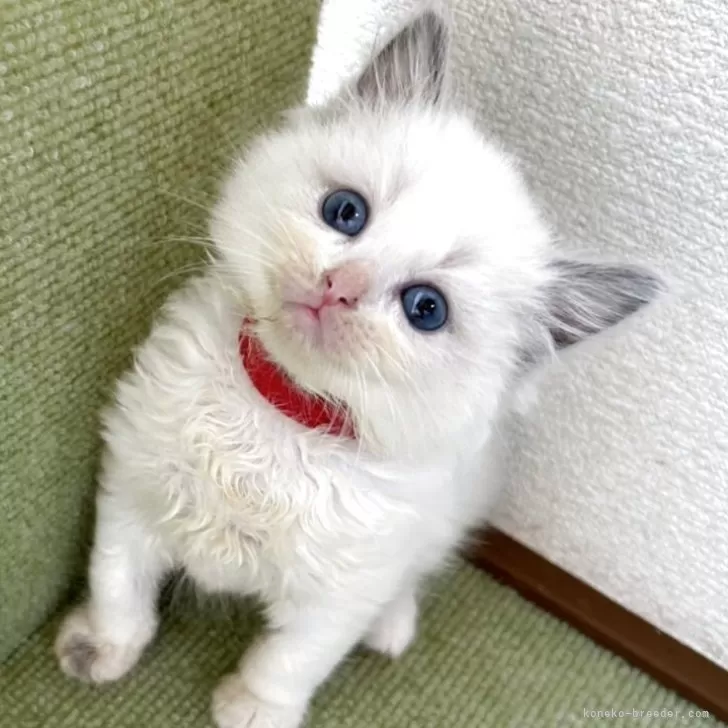 YOSHIKI 様のお迎えした子猫