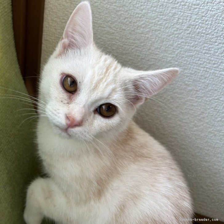 ブリーダー画像