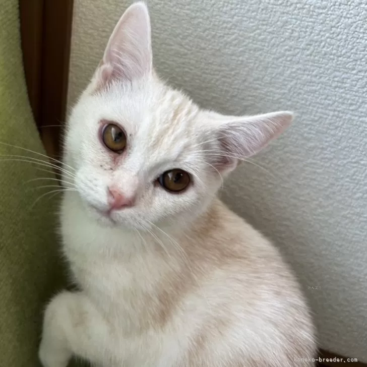 アメリカンショートヘア【岩手県・男の子・2025年4月29日・クリームタビー】の写真1「体重2.9kg。白いふわふわ天使♪」