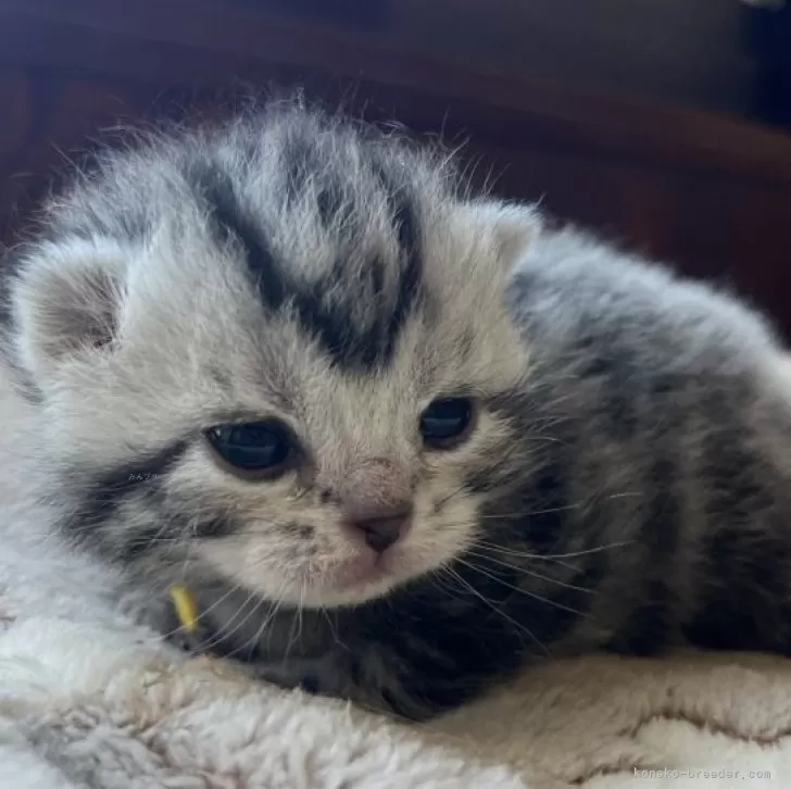 Y.M 様のお迎えした子猫